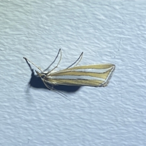 Hednota bivittella at Numeralla, NSW - 1 Jan 2022