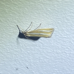 Hednota bivittella at Numeralla, NSW - 1 Jan 2022