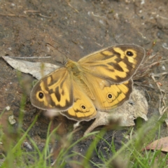 Heteronympha merope (Common Brown Butterfly) at Mount Taylor - 27 Dec 2021 by MatthewFrawley