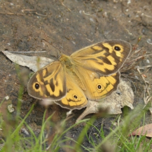 Heteronympha merope at Kambah, ACT - 27 Dec 2021 03:12 PM