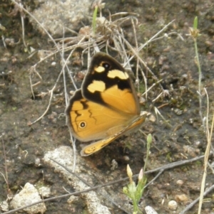 Heteronympha merope at Kambah, ACT - 27 Dec 2021