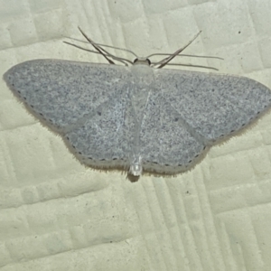 Scopula optivata at Numeralla, NSW - suppressed