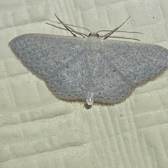 Scopula optivata at Numeralla, NSW - suppressed