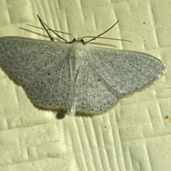 Scopula optivata at Numeralla, NSW - suppressed