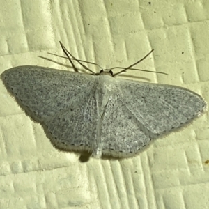 Scopula optivata at Numeralla, NSW - suppressed