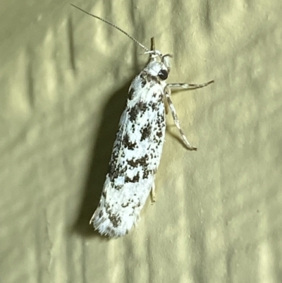 Lichenaula (genus) at Numeralla, NSW - 31 Dec 2021 by SteveBorkowskis