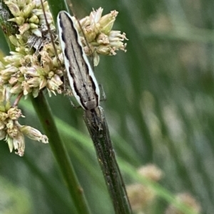 Tetragnatha sp. (genus) at Numeralla, NSW - 31 Dec 2021