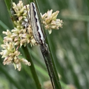 Tetragnatha sp. (genus) at Numeralla, NSW - 31 Dec 2021