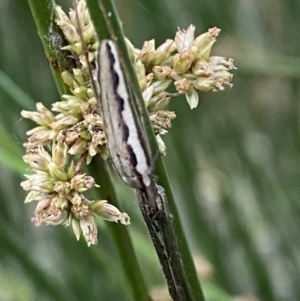 Tetragnatha sp. (genus) at Numeralla, NSW - 31 Dec 2021