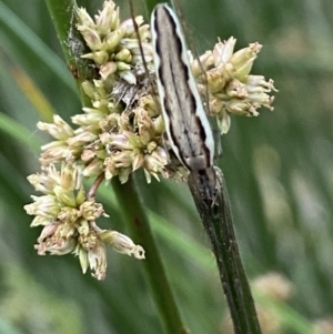 Tetragnatha sp. (genus) at Numeralla, NSW - 31 Dec 2021