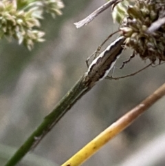 Tetragnatha sp. (genus) at Numeralla, NSW - 31 Dec 2021