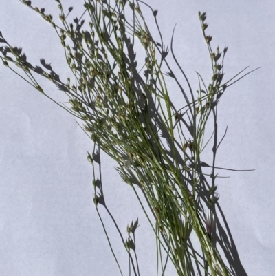 Juncus bufonius (Toad Rush) at Hackett, ACT - 1 Jan 2022 by cmobbs