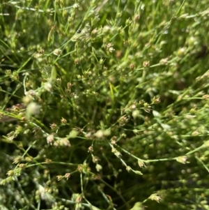 Juncus bufonius at Hackett, ACT - 1 Jan 2022 09:14 AM