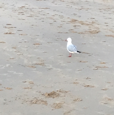 Chroicocephalus novaehollandiae (Silver Gull) at Cowes, VIC - 18 Dec 2021 by Tapirlord