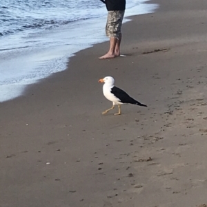 Larus pacificus at Cowes, VIC - 18 Dec 2021 07:59 PM