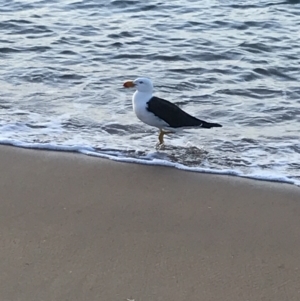 Larus pacificus at Cowes, VIC - 18 Dec 2021 07:59 PM