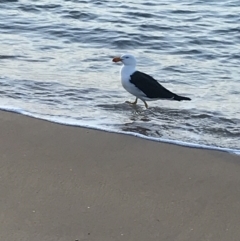 Larus pacificus at Cowes, VIC - 18 Dec 2021 07:59 PM