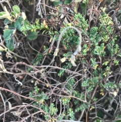 Pomaderris paniculosa subsp. paralia at Cowes, VIC - 18 Dec 2021