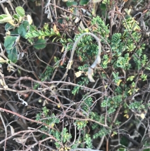 Pomaderris paniculosa subsp. paralia at Cowes, VIC - 18 Dec 2021