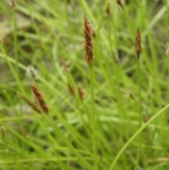 Eleocharis atricha (Tuber Spikerush) at Mount Taylor - 27 Dec 2021 by MatthewFrawley