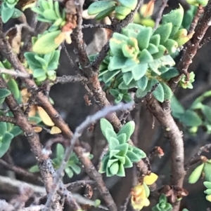 Melaleuca squarrosa at Cowes, VIC - 18 Dec 2021 08:03 PM