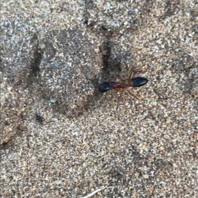 Unidentified Ant (Hymenoptera, Formicidae) at Cowes, VIC - 18 Dec 2021 by Tapirlord