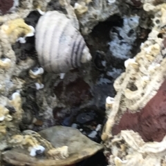 Unidentified Sea Snail / Limpet (Gastropoda) at Cowes, VIC - 18 Dec 2021 by Tapirlord