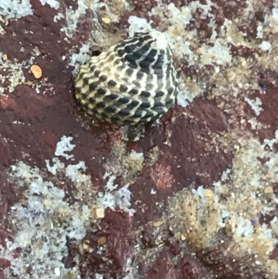 Unidentified Sea Snail / Limpet (Gastropoda) at Cowes, VIC - 18 Dec 2021 by Tapirlord