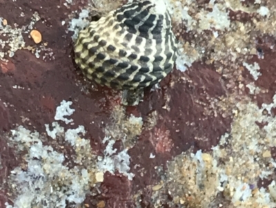 Unidentified Sea Snail / Limpet (Gastropoda) (TBC) at Cowes, VIC - 18 Dec 2021 by Tapirlord