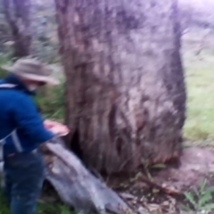 Eucalyptus bridgesiana (Apple Box) at Mount Mugga Mugga - 28 Nov 2021 by MichaelMulvaney