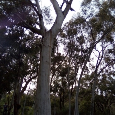 Callocephalon fimbriatum (Gang-gang Cockatoo) at Red Hill Nature Reserve - 24 Nov 2021 by MichaelMulvaney