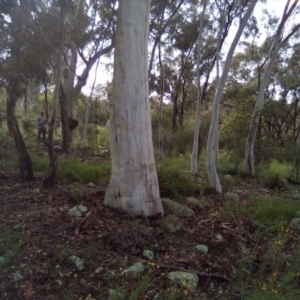 Callocephalon fimbriatum at Garran, ACT - suppressed