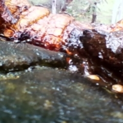 Callocephalon fimbriatum at Garran, ACT - suppressed