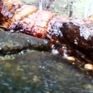 Callocephalon fimbriatum at Garran, ACT - suppressed