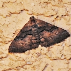 Aporoctena undescribed species (A Geometrid moth (Ennominae)) at Wanniassa, ACT - 31 Dec 2021 by JohnBundock