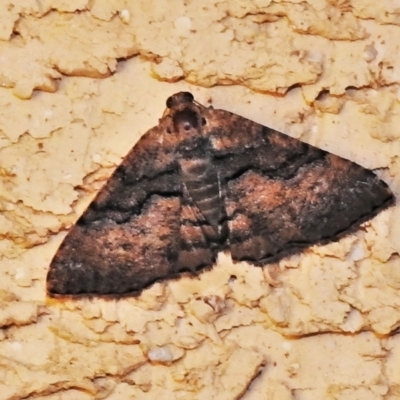 Aporoctena undescribed species (A Geometrid moth (Ennominae)) at Wanniassa, ACT - 31 Dec 2021 by JohnBundock