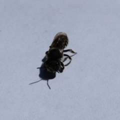 Megachile (Eutricharaea) serricauda (Leafcutter bee, Megachilid bee) at McKellar, ACT - 1 Jan 2022 by Amata