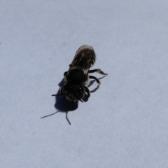 Megachile (Eutricharaea) serricauda (Leafcutter bee, Megachilid bee) at McKellar, ACT - 1 Jan 2022 by Birdy