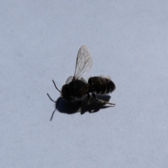 Megachile (Eutricharaea) serricauda at McKellar, ACT - suppressed