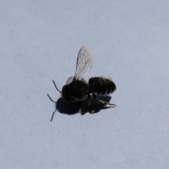Megachile (Eutricharaea) serricauda at suppressed - 1 Jan 2022