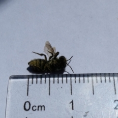 Megachile (Eutricharaea) serricauda at McKellar, ACT - 1 Jan 2022