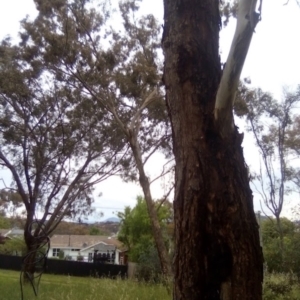 Eucalyptus elata at Garran, ACT - 18 Nov 2021