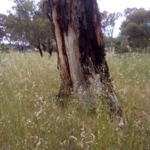 Eucalyptus elata at Garran, ACT - 18 Nov 2021 05:38 AM