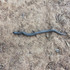 Hemiergis talbingoensis (Eastern Three-toed Earless Skink) at Ainslie, ACT - 31 Dec 2021 by bushhiker