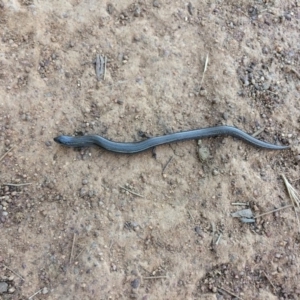 Hemiergis talbingoensis at Ainslie, ACT - 31 Dec 2021