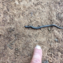 Hemiergis talbingoensis at Ainslie, ACT - 31 Dec 2021