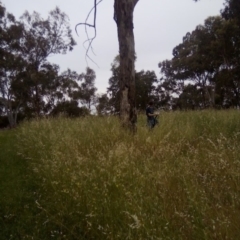 Eucalyptus elata at Garran, ACT - 18 Jan 2022