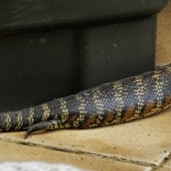 Tiliqua scincoides scincoides (Eastern Blue-tongue) at Burradoo - 31 Dec 2021 by GlossyGal