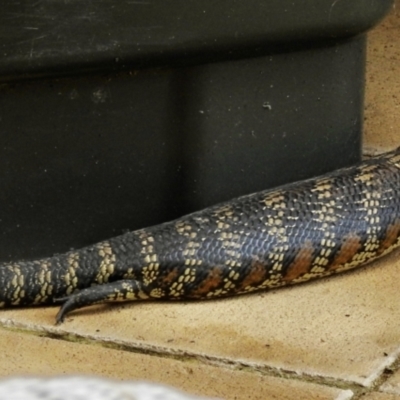 Tiliqua scincoides scincoides (Eastern Blue-tongue) at Burradoo, NSW - 31 Dec 2021 by GlossyGal