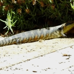 Tiliqua scincoides scincoides at Burradoo, NSW - 1 Jan 2022